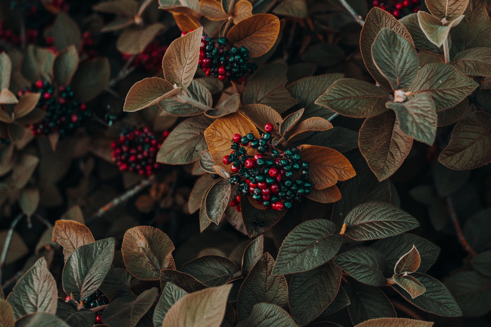 Nature